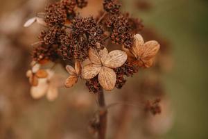 bruin verdord sier- bloemen in de tuin Aan een koel herfst dag foto