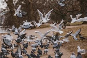 vogels, duiven en sterns gedurende winter voeden in een park in Polen foto