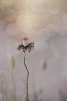 detailopname r ed papaver in een voorjaar weide Aan een pastel achtergrond foto