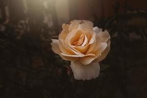 delicaat voorjaar bloem roos detailopname in een zonnig tuin foto