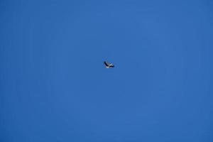 ooievaar vogel in vlucht tegen een blauw wolkenloos lucht achtergrond foto