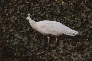 wit Pauw vogel in de park Aan een verkoudheid dag buitenshuis foto