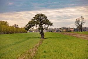kalmte voorjaar landschap met een eenzaam boom groeit Aan een veld- van jong graan Aan een bewolkt voorjaar dag foto