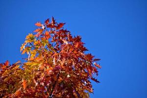 rood herfst achtergrond van eik bladeren Aan een blauw lucht achtergrond foto