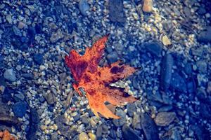 herfst gekleurde blad aan het liegen Aan schoon verkoudheid water foto