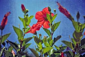 rood hibiscus bloem Aan de struik tussen groen bladeren tegen de origineel lucht achtergrond foto