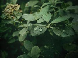 zomer fabriek met regendruppels Aan groen bladeren foto