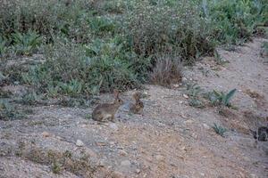 weinig wild grijs konijn in natuurlijk leefgebied in Spanje foto