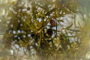 zwart rijp biologisch olijven Aan de herfst boom in voorkant van misdadigers Aan een warm zonnig dag foto