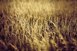 gouden zomer wild gras in de eeuwig warm teder zon foto