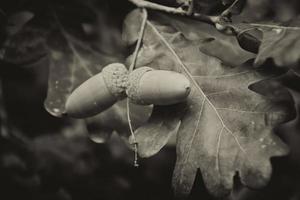 groen herfst eikels Aan de Afdeling van een eik tussen de bladeren foto