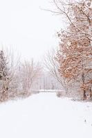 winter natuurlijk landschap met met sneeuw bedekt bomen in de Woud en een versmallen pad foto