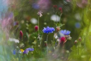 wilde bloemen in een weide detailopname in Europa Aan een warm zomer dag foto