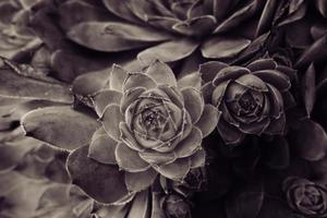 groen cactus sappig creëren een origineel achtergrond in detailopname foto