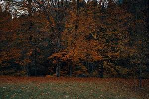 herfst Woud geel bladeren landschap hoog bomen park vers lucht foto