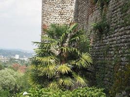 palm boom door een steen muur foto