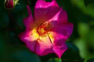 single helder roze roos bloem in de schaduw van zomer tuin foto