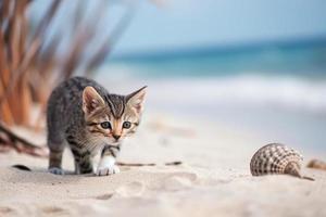 verloren katje Aan de strand foto