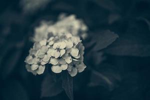 bloem van wit hortensia tussen groen bladeren in zomer tuin foto