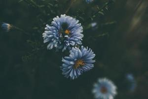 laatste herfst blauw bloemen Aan een groen achtergrond in de tuin detailopname foto