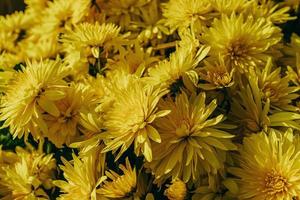 weinig geel herfst chrysant bloemen vormen een natuurlijk achtergrond foto