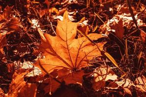 l gouden herfst bladeren Aan een boom in een park onder warm oktober zon foto