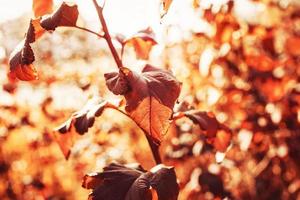 l gouden herfst bladeren Aan een boom in een park onder warm oktober zon foto