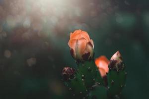 oranje stekelig Peer cactus bloem Aan een achtergrond van groen in de tuin foto