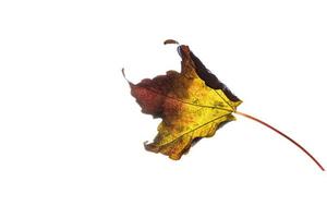 delicaat gouden herfst blad Aan een licht achtergrond in minimalisme detailopname foto