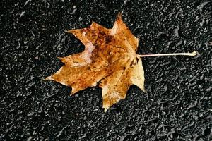 herfst blad met regen druppels aan het liegen Aan de straat foto