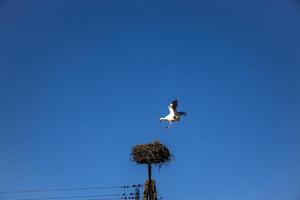 vrij vogelstand ooievaars Aan een achtergrond van de blauw lucht in vlucht vechten voor gniazo in de voorjaar foto