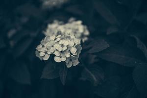 bloem van wit hortensia tussen groen bladeren in zomer tuin foto