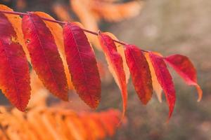 l gouden herfst bladeren Aan een boom in een park onder warm oktober zon foto