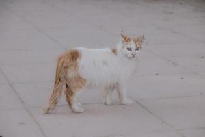 rood en wit dakloos kat Aan een beige achtergrond foto