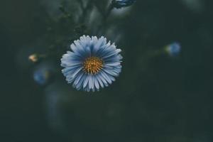 laatste herfst blauw bloemen Aan een groen achtergrond in de tuin detailopname foto