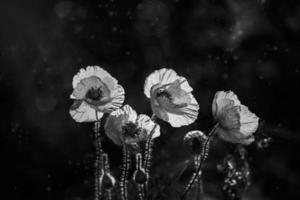 rood papaver bloemen Aan een achtergrond van een groen weide in de warm voorjaar zonneschijn in detailopname foto