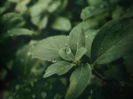 zomer fabriek met regendruppels Aan groen bladeren foto