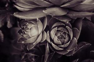 groen cactus sappig creëren een origineel achtergrond in detailopname foto