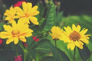 geel bloemen groeit in de tuin tussen groen gebladerte achtergrond Aan een warm zomer dag in detailopname foto