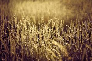 gouden zomer wild gras in de eeuwig warm teder zon foto