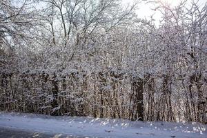 winter achtergrond met dun met sneeuw bedekt boom takken detailopname foto