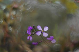 weinig delicaat Purper voorjaar bloem in de weide detailopname foto