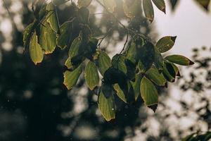 herfst goud bruin bladeren Aan een boom Aan een zonnig dag met bokeh foto