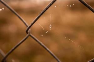 weinig delicaat water druppels Aan een spin web in detailopname Aan een mistig dag foto