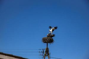 vrij vogelstand ooievaars Aan een achtergrond van de blauw lucht in vlucht vechten voor gniazo in de voorjaar foto