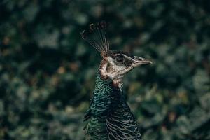 kleurrijk Pauw vogel in de park Aan een verkoudheid dag buitenshuis foto