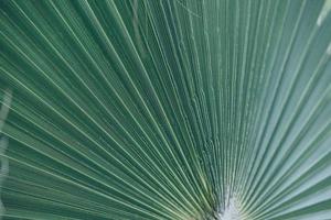 groen natuurlijk abstract achtergrond palm blad detailopname foto