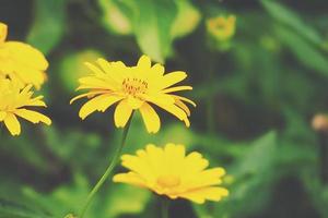 geel bloemen groeit in de tuin tussen groen gebladerte achtergrond Aan een warm zomer dag in detailopname foto