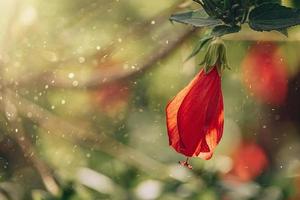 hibiscus bloem Aan een groen boom in de warm stralen van de zon foto