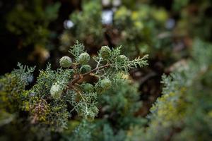 groen cipres boom vormen een backdrop Aan een zomer dag in Spanje foto